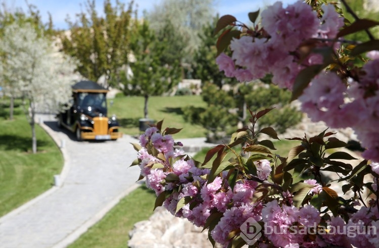 Sakura çiçekleri lezzete dönüşüyor