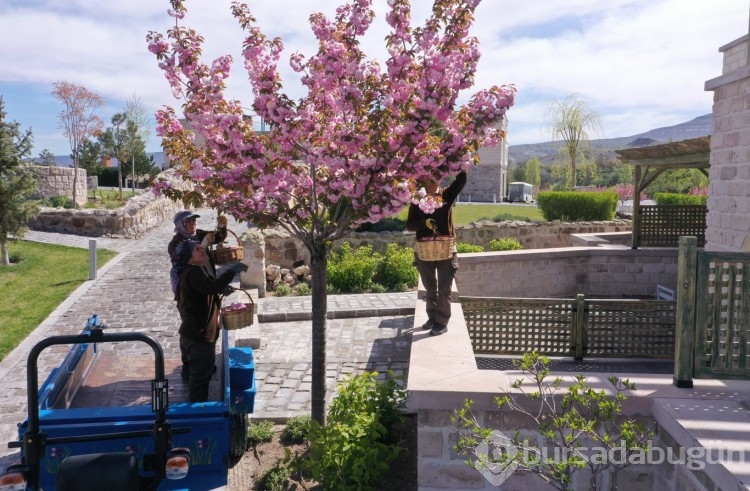 Sakura çiçekleri lezzete dönüşüyor