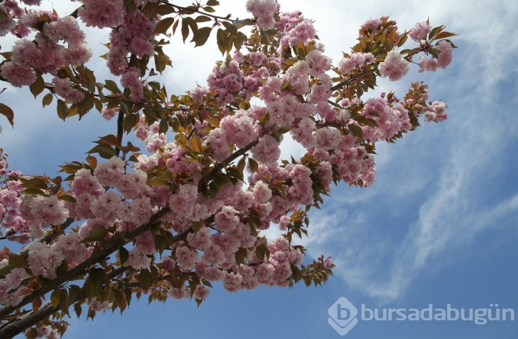 Sakura çiçekleri lezzete dönüşüyor