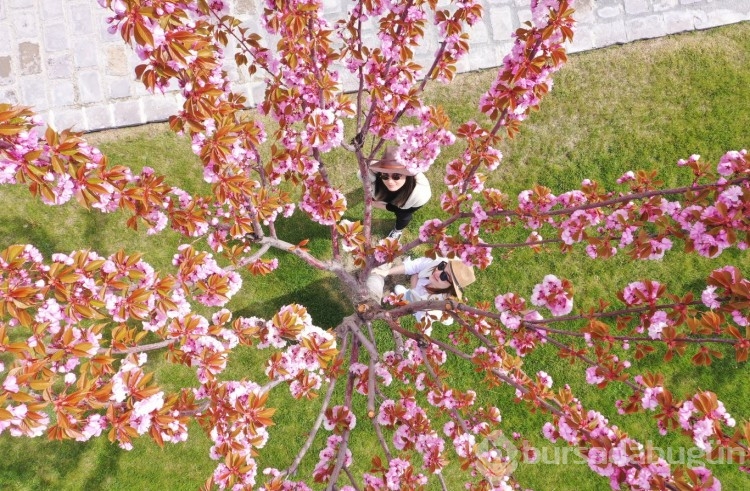 Sakura çiçekleri lezzete dönüşüyor