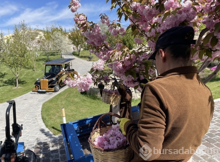 Sakura çiçekleri lezzete dönüşüyor