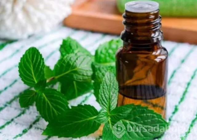 Evinizdeki sineklerden kurtulmanızı sağlayacak doğal yöntemler