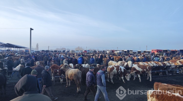 Türkiye'nin en büyük hayvan pazarı yeniden açılıyor
