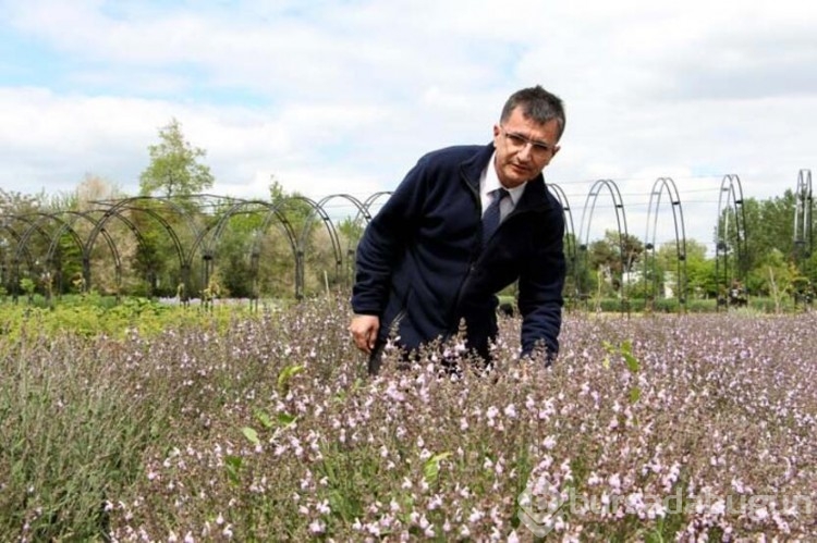 Trakya tarlalarında 60 çeşit aromatik bitki üretimi yapılıyor