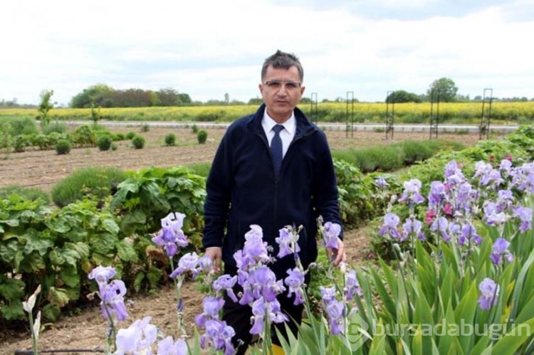 Trakya tarlalarında 60 çeşit aromatik bitki üretimi yapılıyor