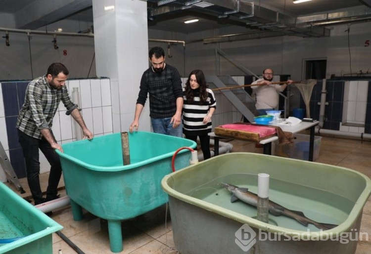 250 milyon yıldır yaşıyorlar, 11 yaşına bastılar