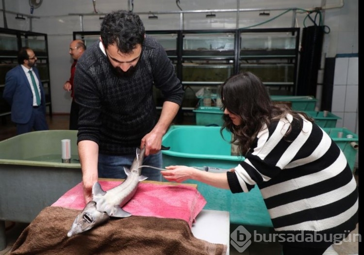 250 milyon yıldır yaşıyorlar, 11 yaşına bastılar