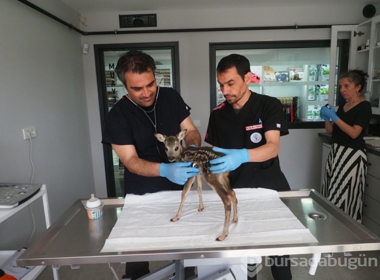 Karaca yavrusu koruma altına alındı