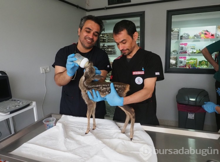 Karaca yavrusu koruma altına alındı