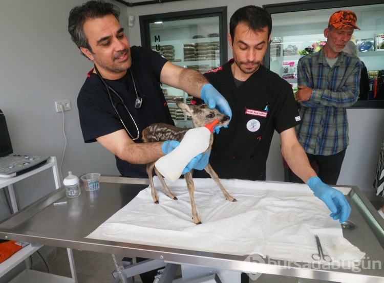 Karaca yavrusu koruma altına alındı