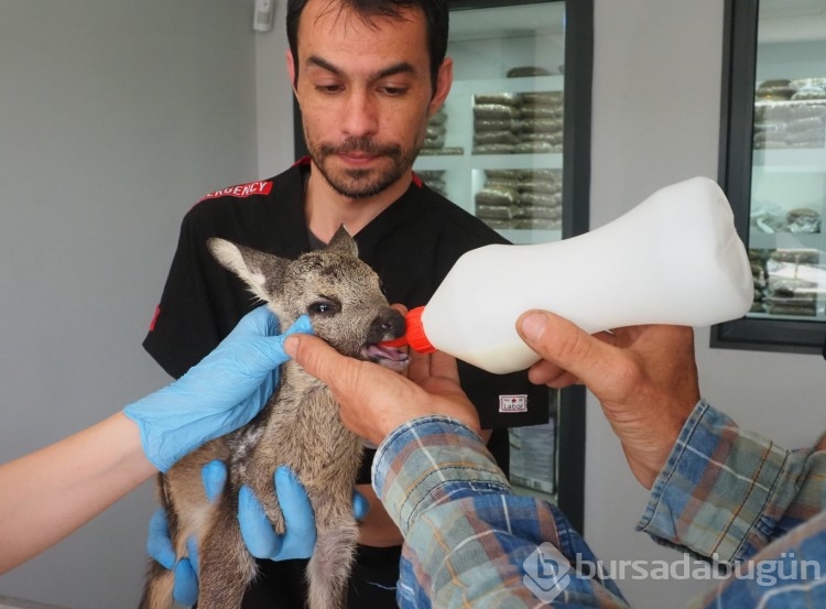 Karaca yavrusu koruma altına alındı