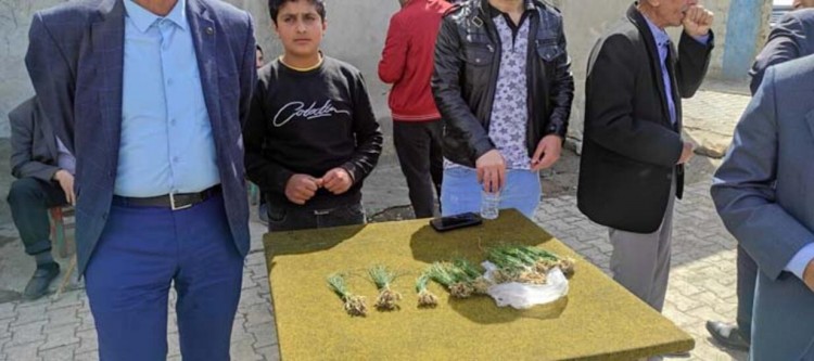 Birçok hastalığa iyi gelen: Zuzubak otu