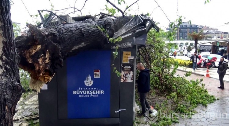 Ağaç ATM'lerin üzerine devrildi; para çekmeye devam ettiler