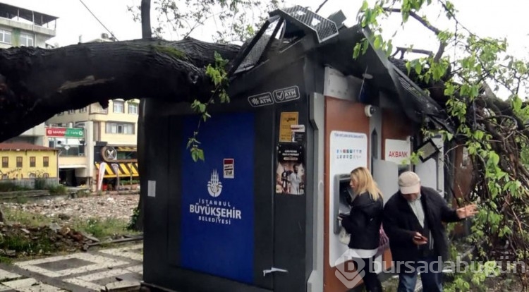 Ağaç ATM'lerin üzerine devrildi; para çekmeye devam ettiler