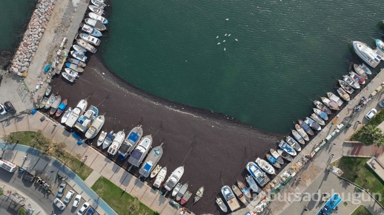İzmir Körfezi hava sıcaklığı nedeniyle yosunla kaplandı