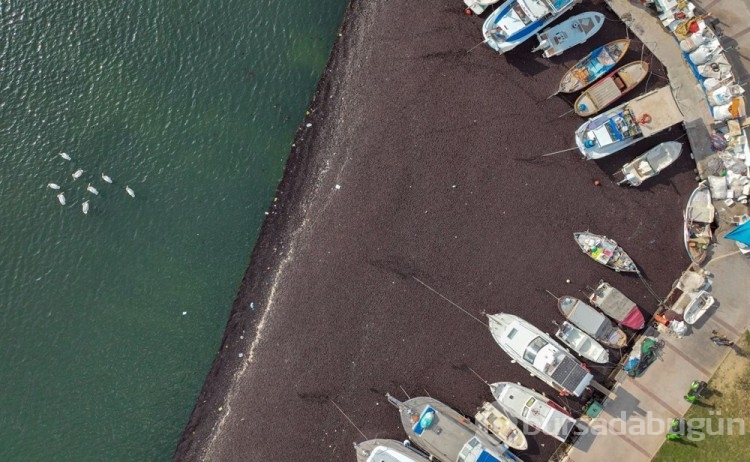 İzmir Körfezi hava sıcaklığı nedeniyle yosunla kaplandı