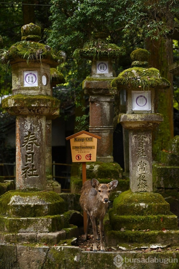 Japonya'nın eski başkenti Nara'dan kareler