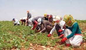 Mevsimlik işçinin hakları nedir?