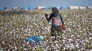 Mevsimlik işçinin hakları nedir?