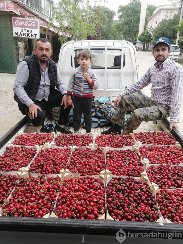 Bursa'da kiraz hasadı başladı