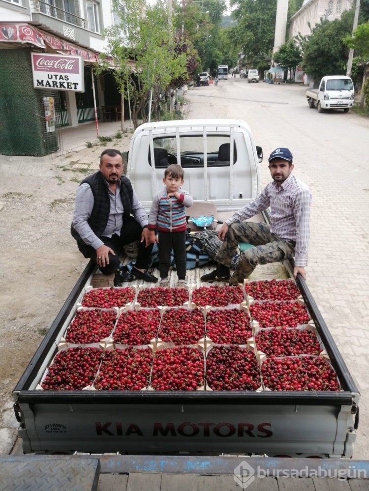 Bursa'da kiraz hasadı başladı