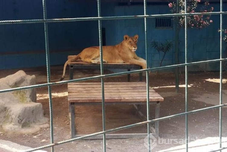 Selfie için kafese giren aileye aslan saldırdı
