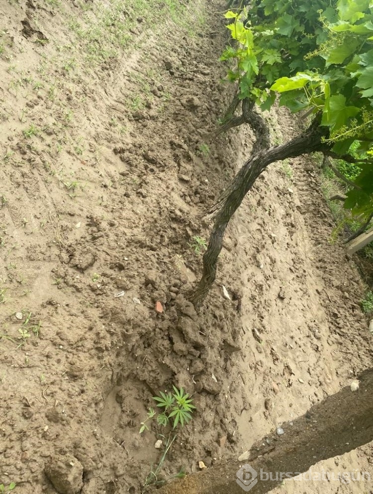 Üzüm bağında Hint keneviri yetiştirdi