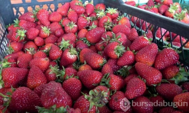 Bu çilek hem daha aromatik hem de daha uzun ömürlü
