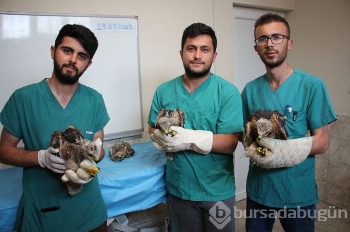 Annesiz kalan 4 kartal yavrusuna, Karatay Hayvanat Bahçesi sahip çıktı
