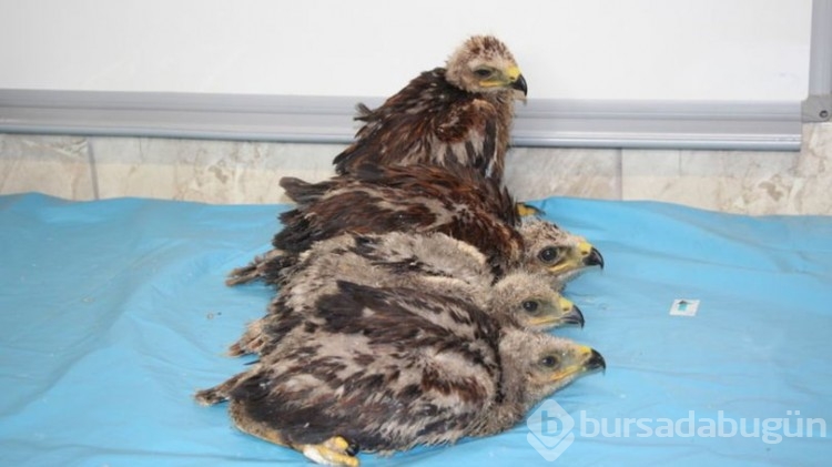 Annesiz kalan 4 kartal yavrusuna, Karatay Hayvanat Bahçesi sahip çıktı
