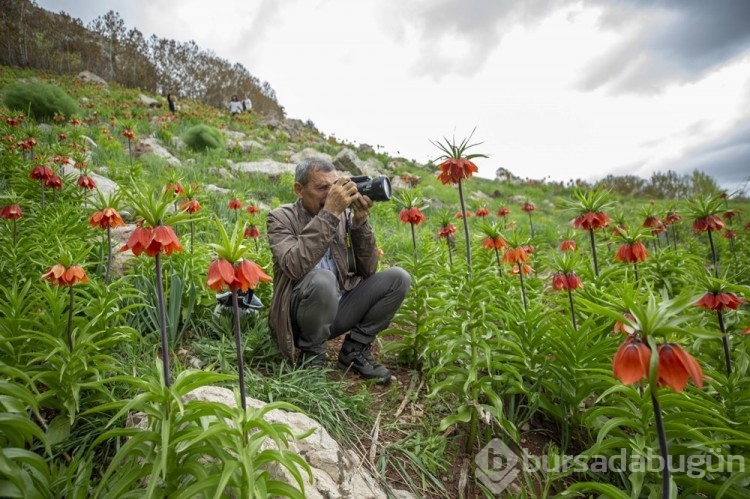 Tunceli'ye gelen doğa tutkunları ters laleler eşliğinde gezinti yapıyor