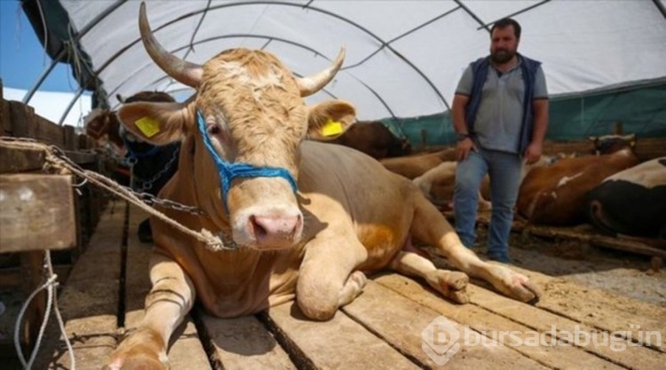Vekaleten kurbanlık fiyatları belli oldu! 