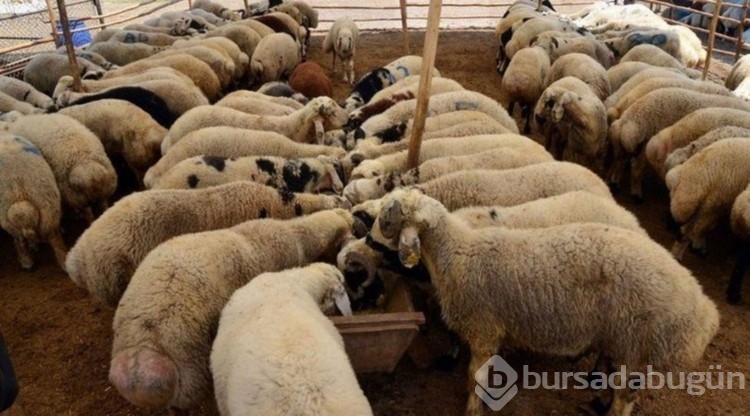 Vekaleten kurbanlık fiyatları belli oldu! 