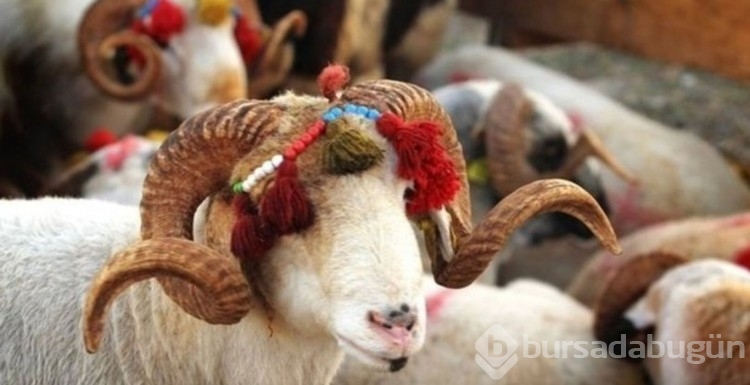 Vekaleten kurbanlık fiyatları belli oldu! 