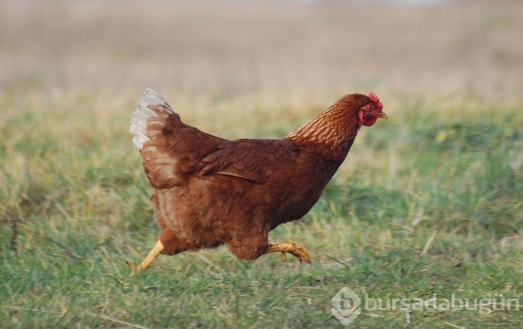 Neden korkak insanlara "tavuk" denir? 
