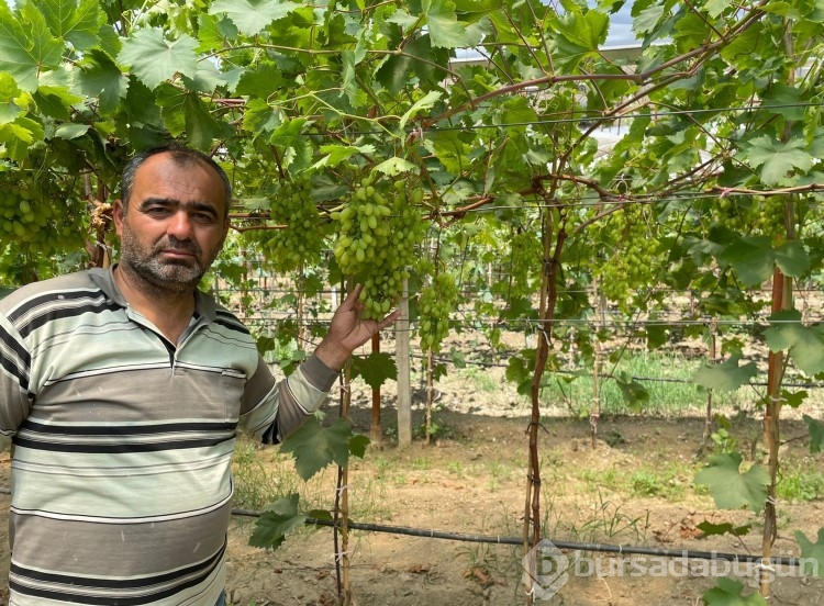 Serada erkenci üzüm yetiştirdi ilk ürünler ikram olacak