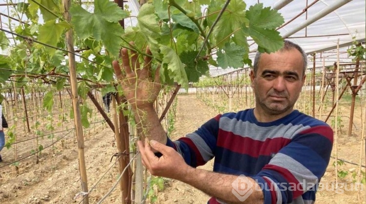 Serada erkenci üzüm yetiştirdi ilk ürünler ikram olacak