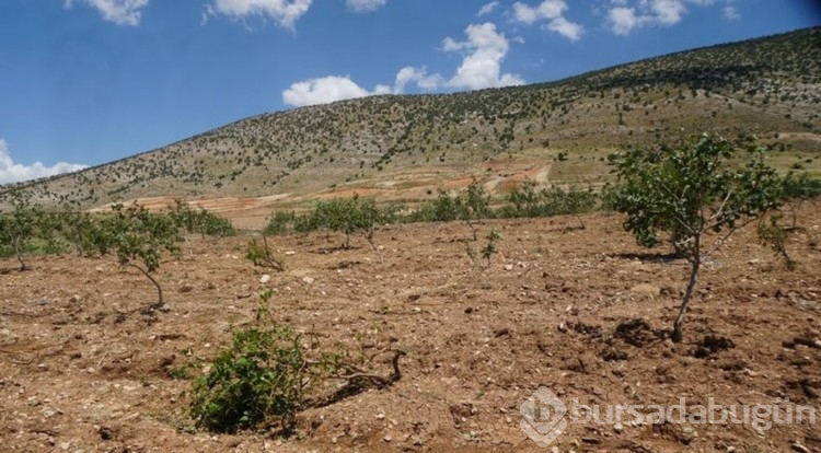 "Yeşil altın"a dolu darbesi!