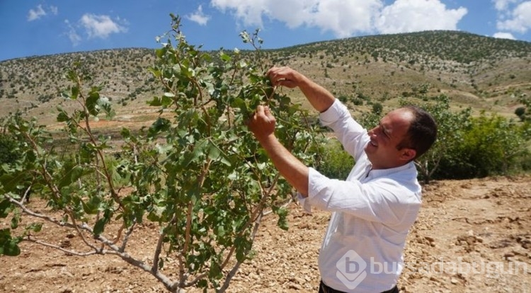 "Yeşil altın"a dolu darbesi!