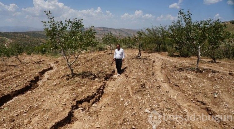 "Yeşil altın"a dolu darbesi!
