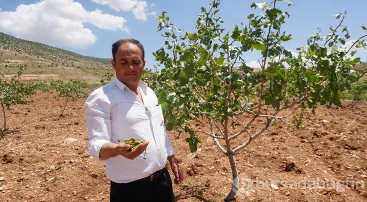 "Yeşil altın"a dolu darbesi!