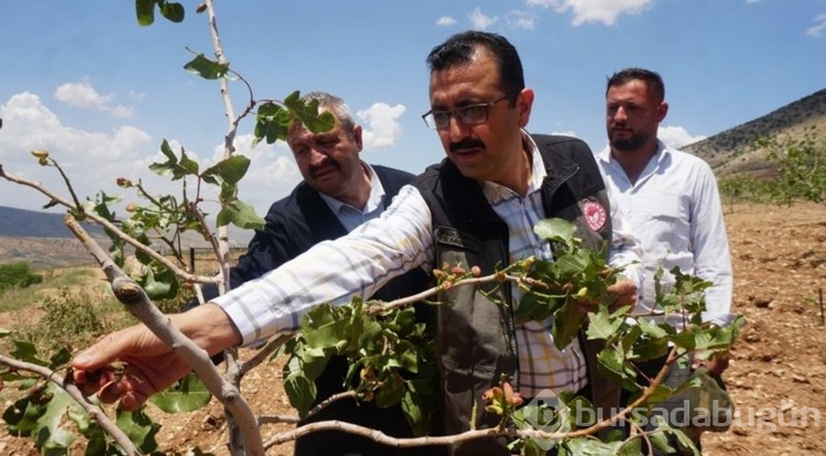 "Yeşil altın"a dolu darbesi!