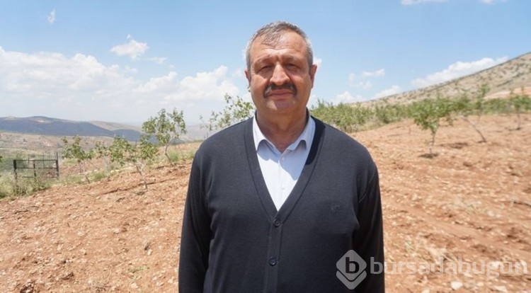"Yeşil altın"a dolu darbesi!