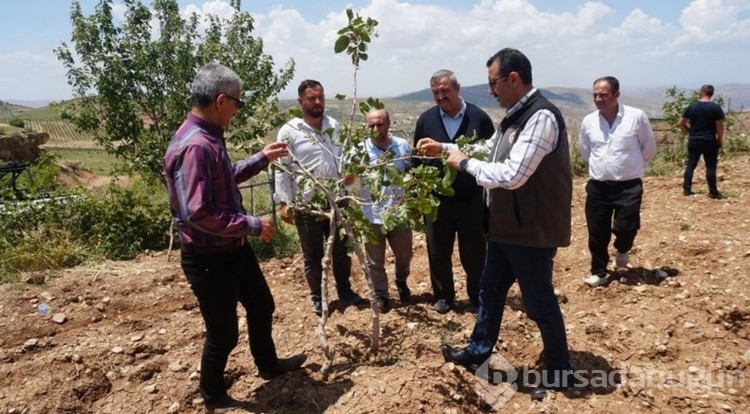 "Yeşil altın"a dolu darbesi!