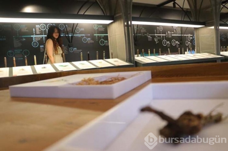 Gaziantep'in mis kokulu müzesi: Rayiha baharat müzesi