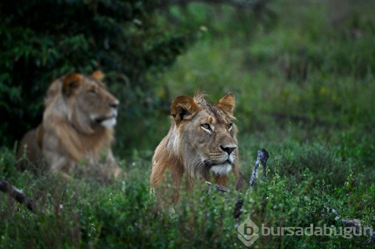 Kenya'da aç aslan alarmı