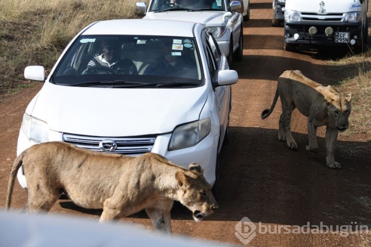 Kenya'da aç aslan alarmı