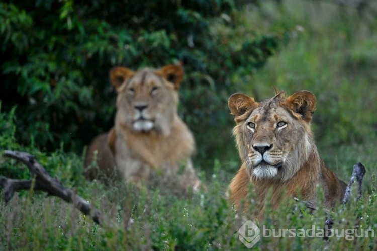 Kenya'da aç aslan alarmı