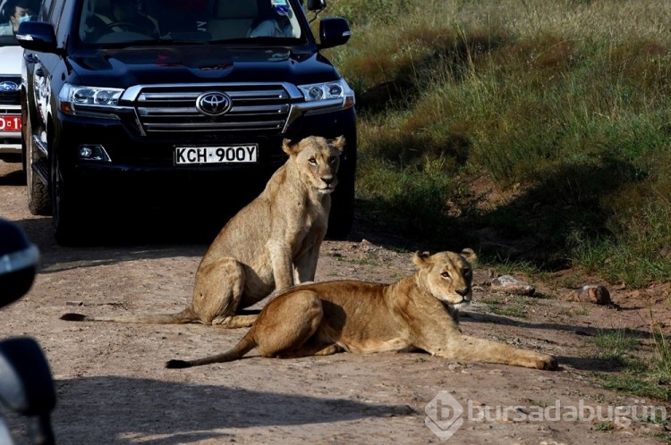Kenya'da aç aslan alarmı