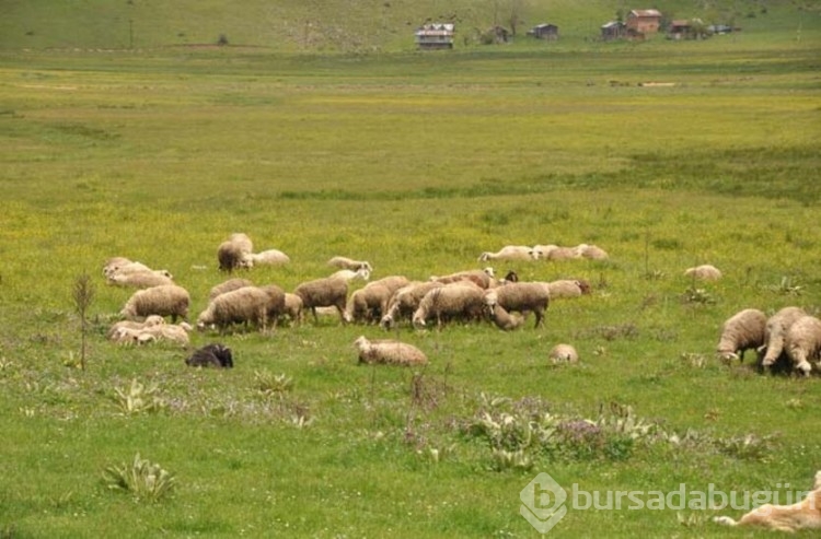 Sürünün peşinde 40 yıl geçirdi: Her gün kilometrelerce yol kat ediyor